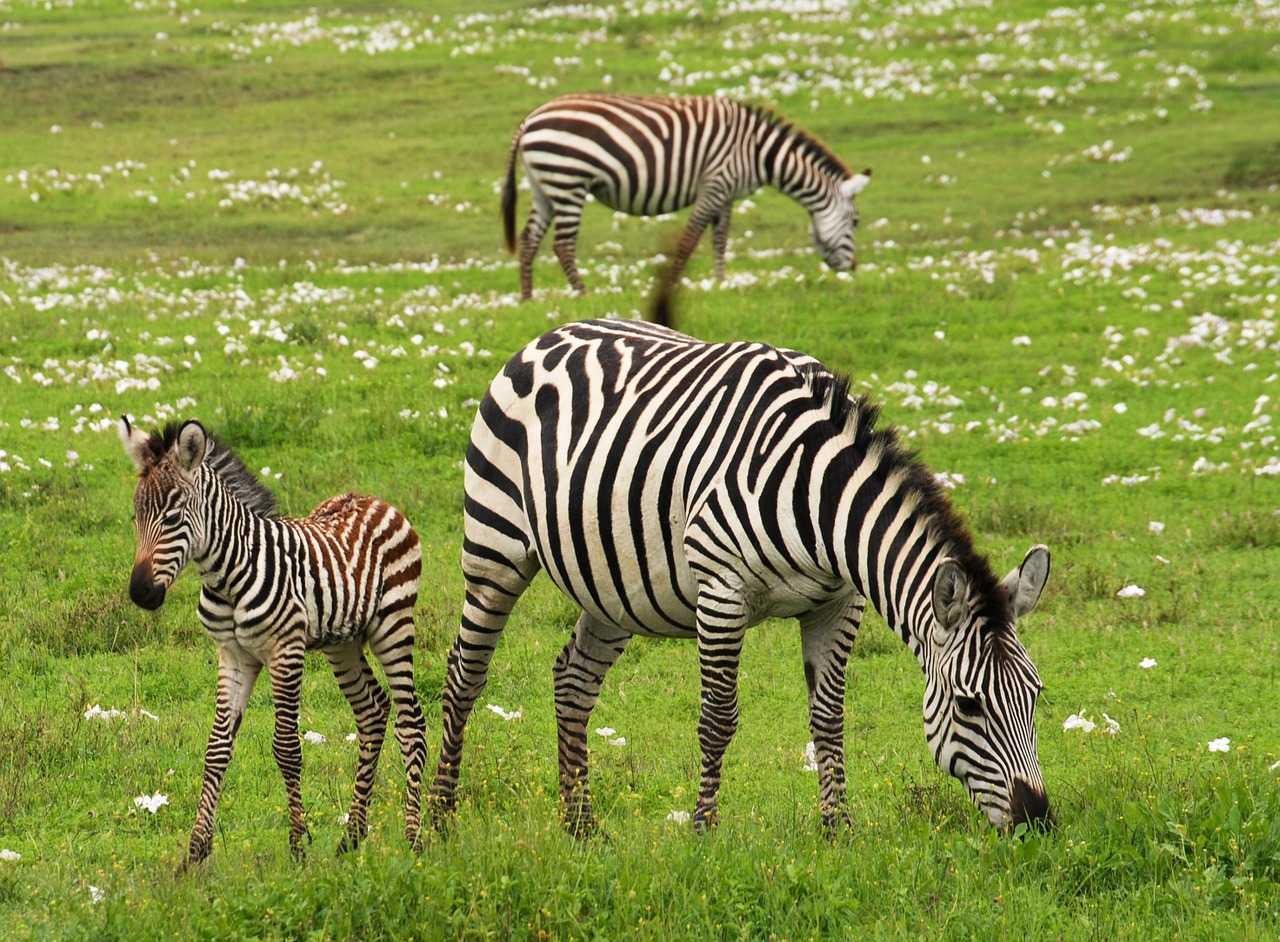 baby-zebra-75885_1280